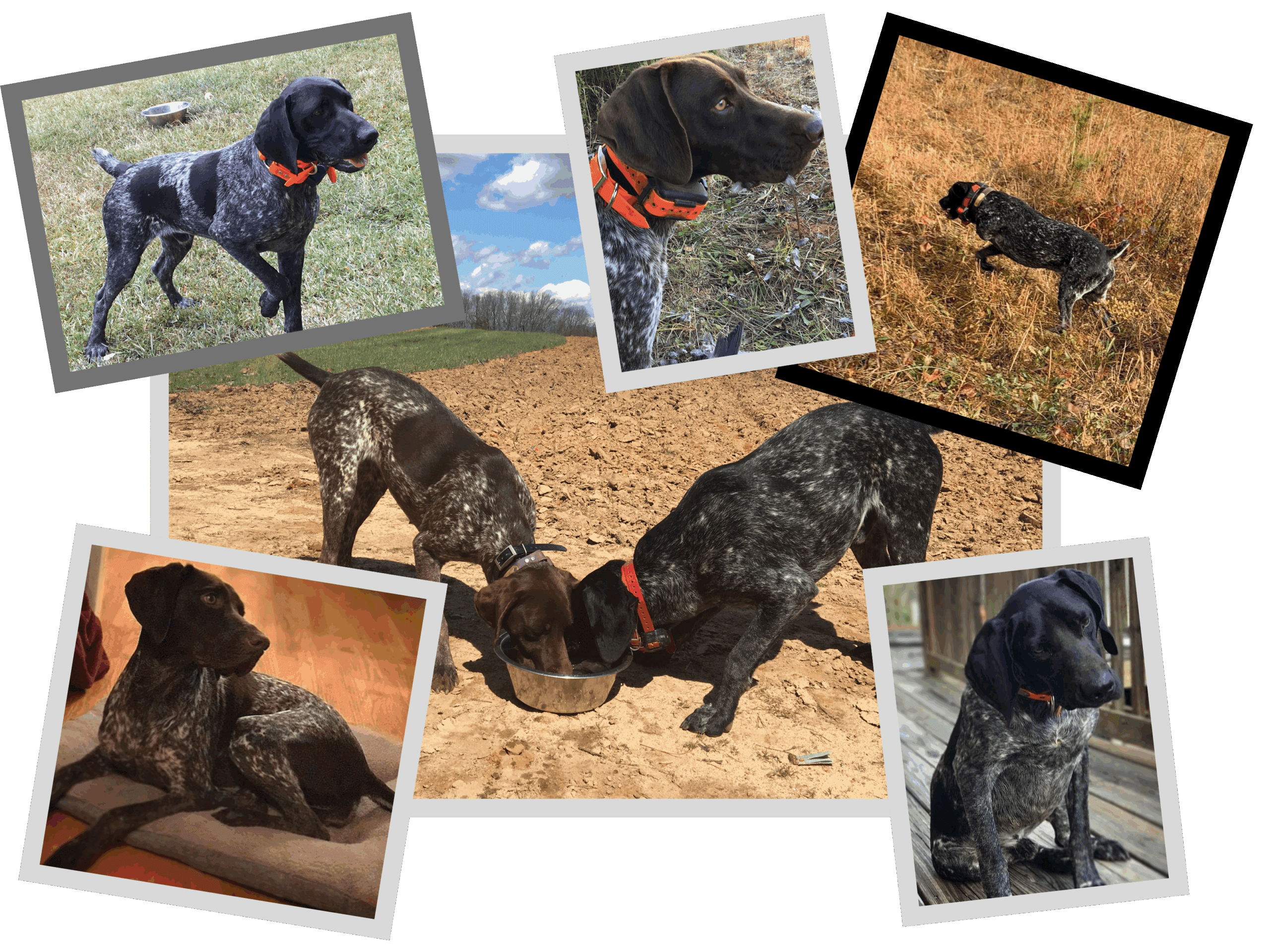 Boone-Copper Collage