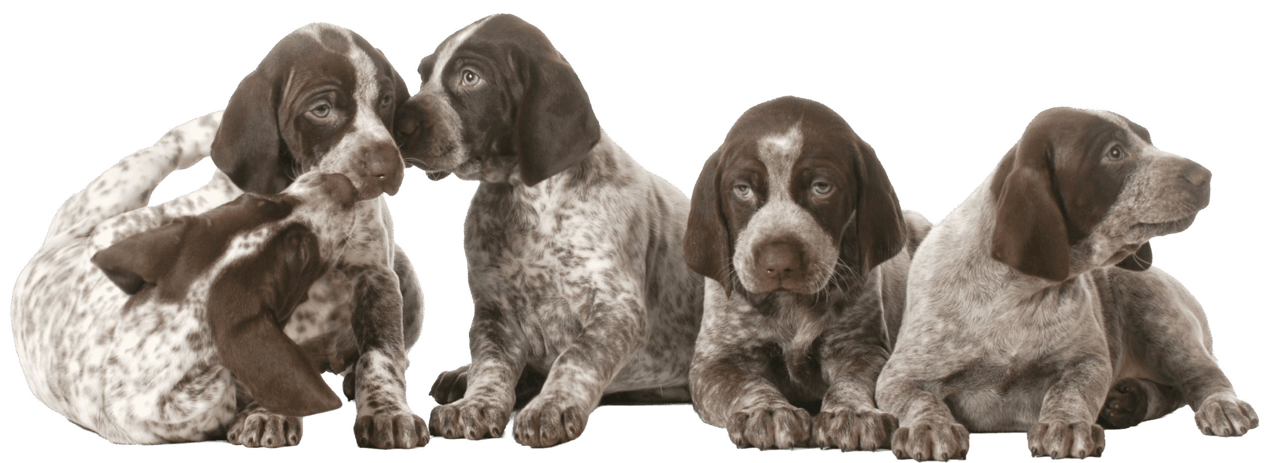 bigstock-litter-of-puppies--five-germa-54272843 copy