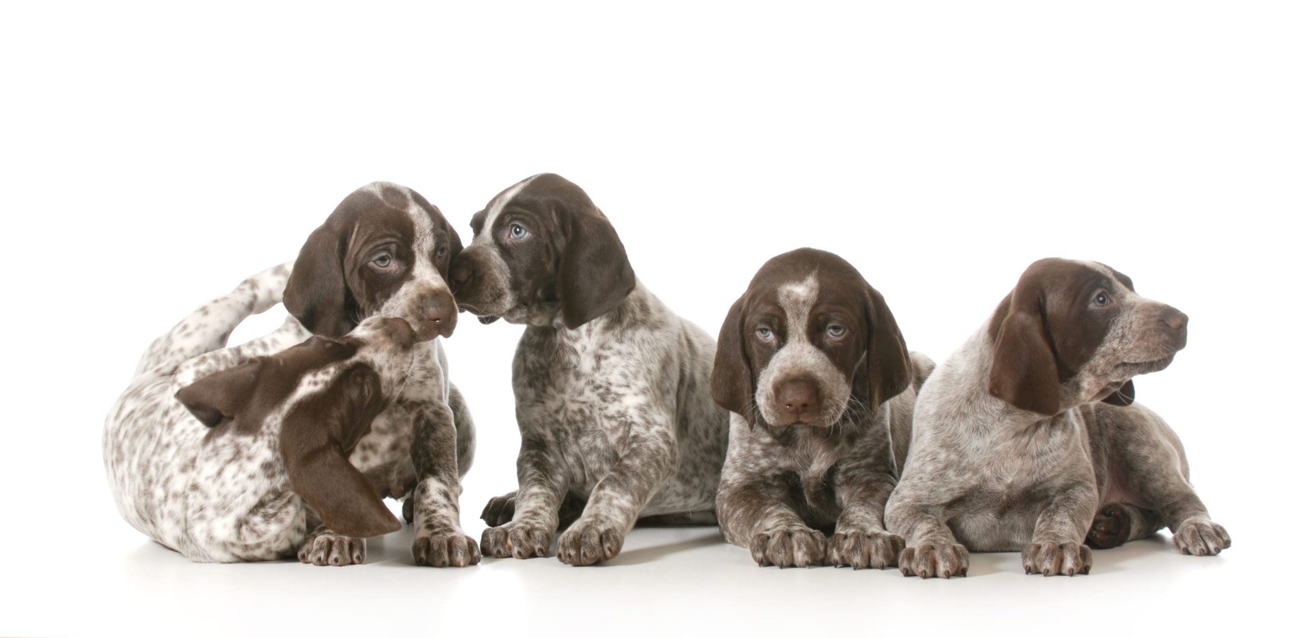 litter of puppies - five german shorthaired pointer puppies playing - 7 weeks old