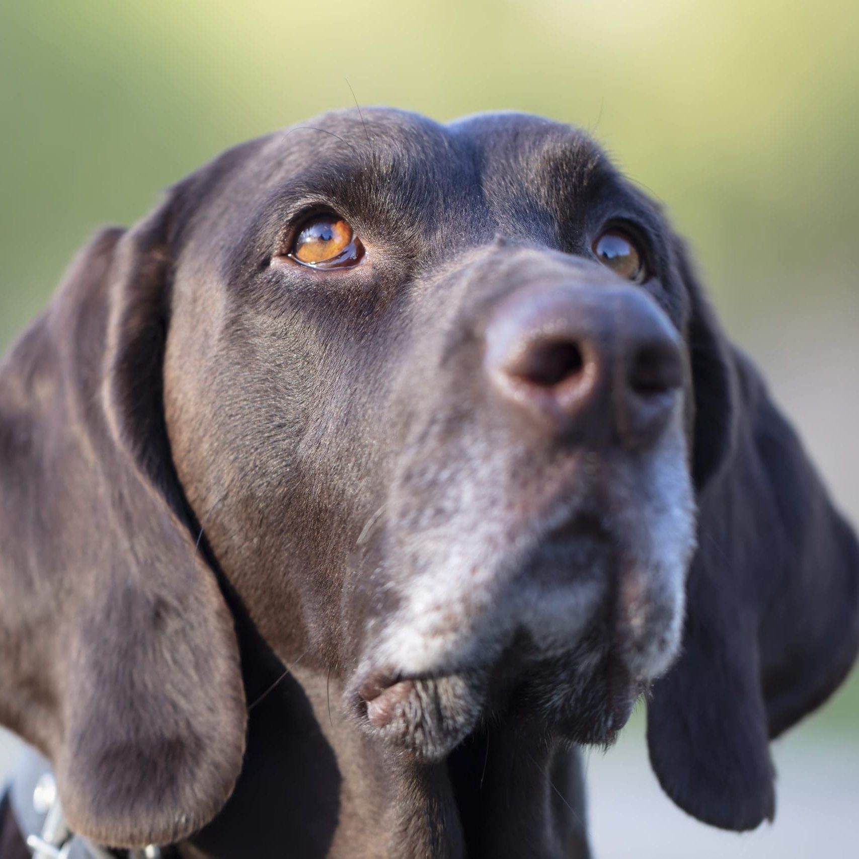 Dog breed kurtshaar close-up.Muzzle of a German dog.